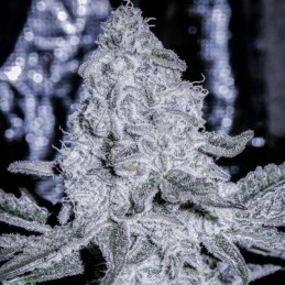 Nasiona marihuany medycznej Himalayan CBD - opis odmiany konopi