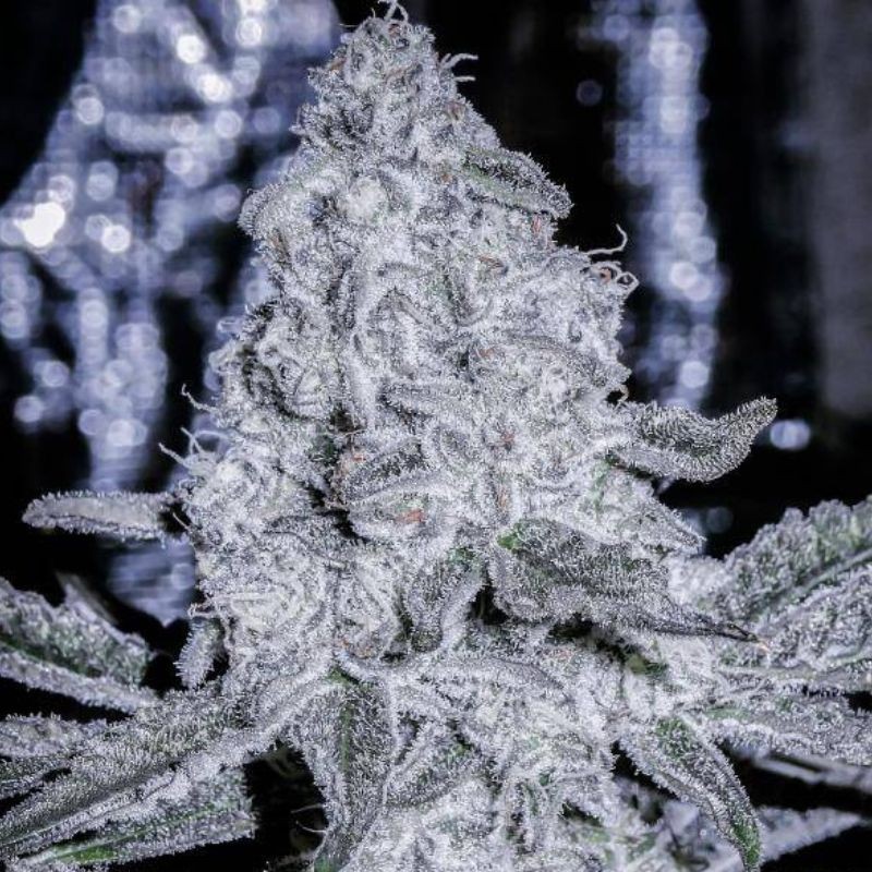 Nasiona marihuany medycznej Himalayan CBD - opis odmiany konopi