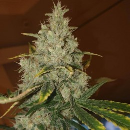 Nasiona medycznej marihuany Durban - odmiana konopi