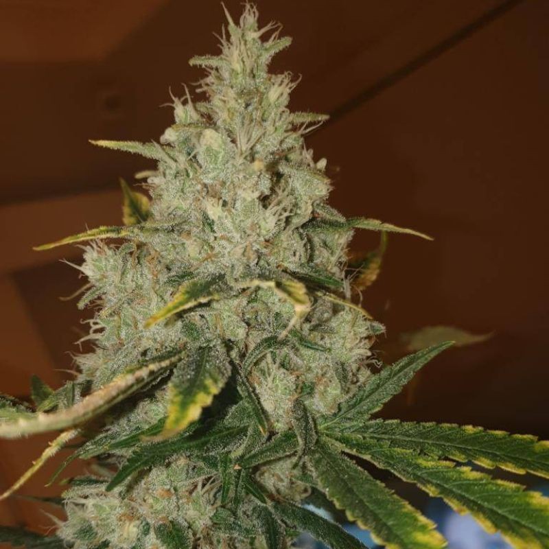 Nasiona medycznej marihuany Durban - odmiana konopi