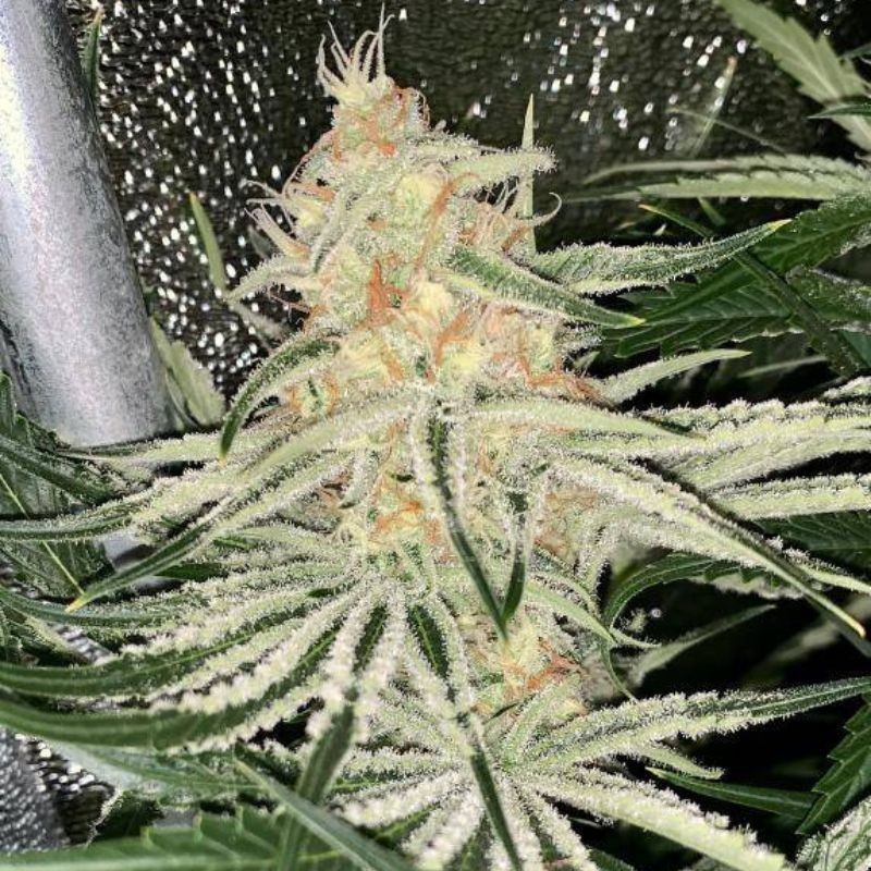 Nasiona marihuany Cobalt Haze - odmiana konopi