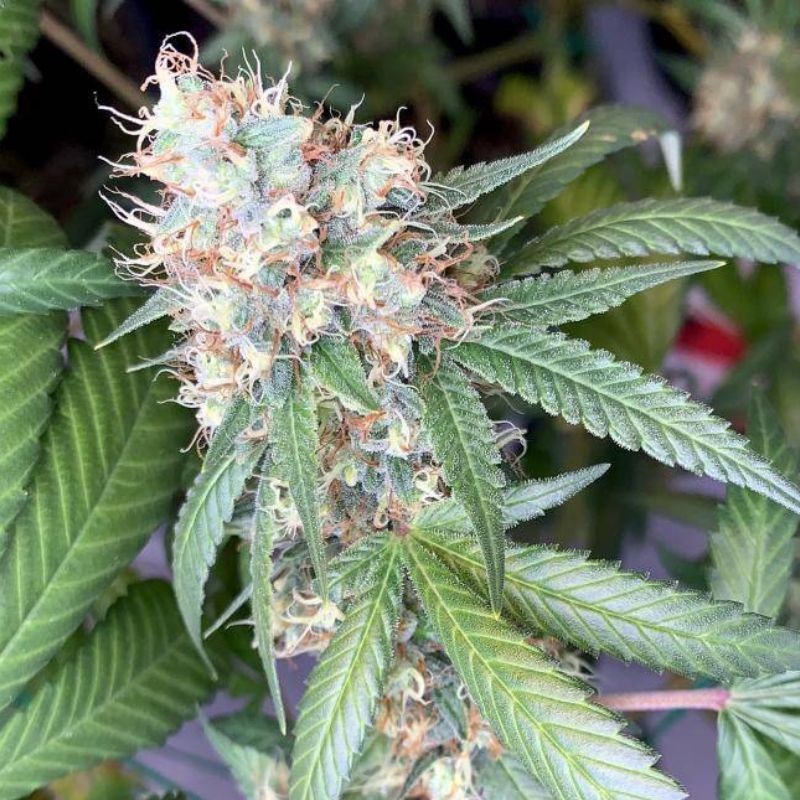 Nasiona marihuany California Indica - odmiana konopi