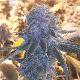 Nasiona marihuany Black Harlequin - odmiana konopi