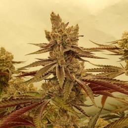 Nasiona marihuany Alpine Delight CBD Auto - odmiana konopi