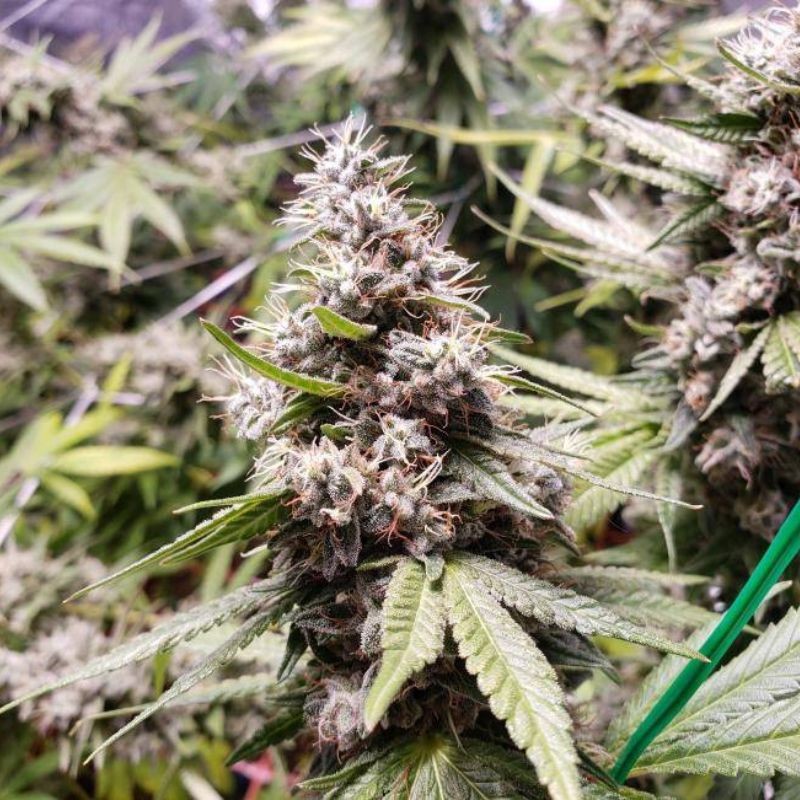 Nasiona marihuany Afghani 1 Automatic - odmiana konopi