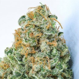 Nasiona marihuany White Strawberry Skunk - opis odmiany konopi