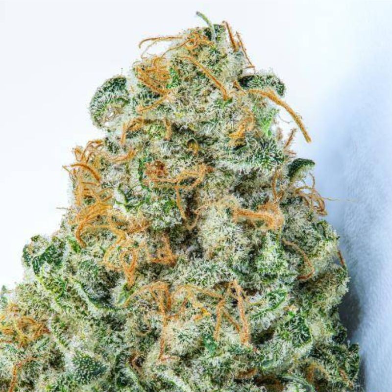 Nasiona marihuany White Strawberry Skunk - opis odmiany konopi