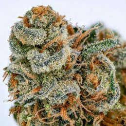 nasiona marihuany White Lemon - opis odmiany konopi