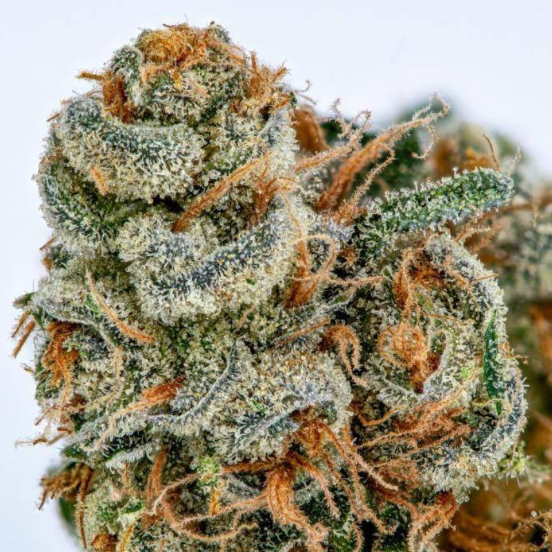 nasiona marihuany White Lemon - opis odmiany konopi