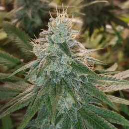 Nasiona marihuany Money Maker - opis odmiany konopi