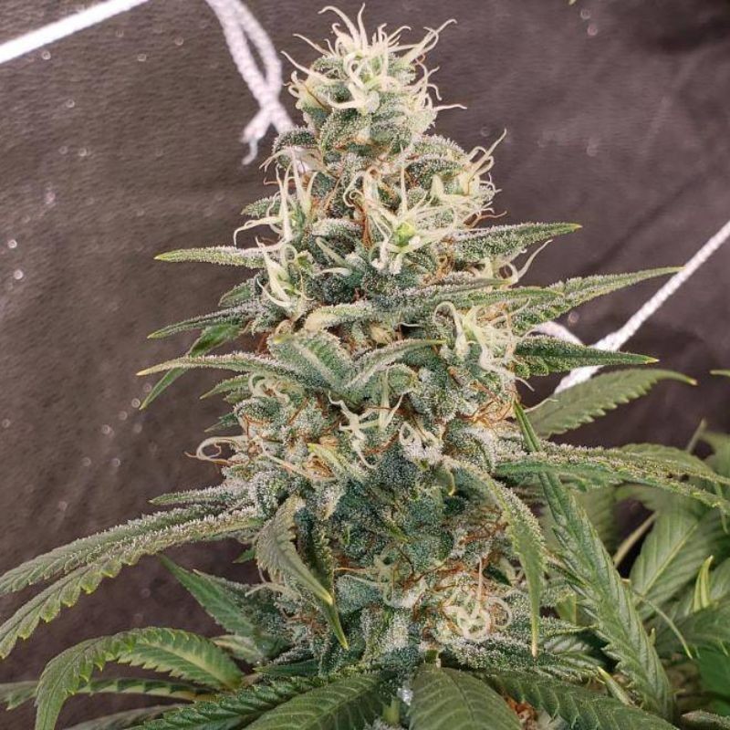 Nasiona marihuany Flowerbomb Kush - odmiana konopi