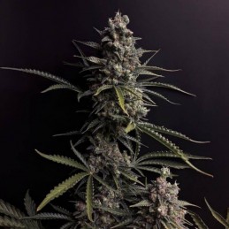 Nasiona marihuany automatyczne Damnesia Auto - odmiana konopi