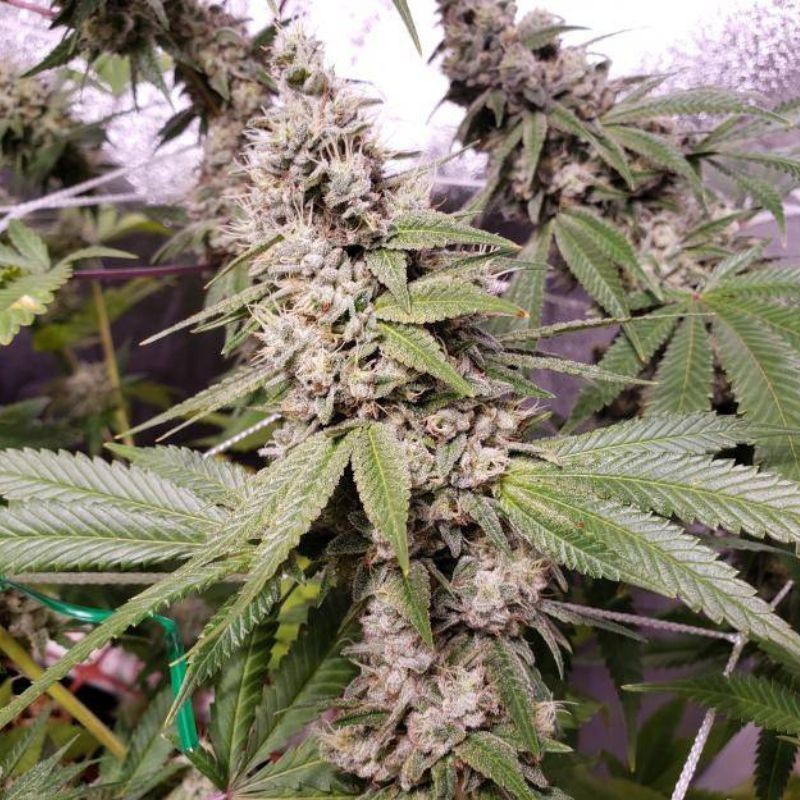 Nasiona marihuany Damnesia - odmiana konopi