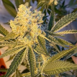 Nasiona marihuany Caboose - odmiana konopi