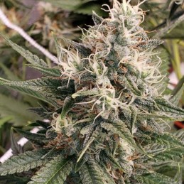 Nasiona marihuany Big Tooth - odmiana konopi