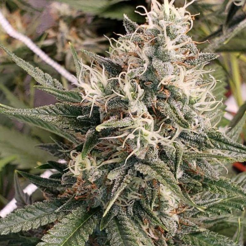Nasiona marihuany Big Tooth - odmiana konopi