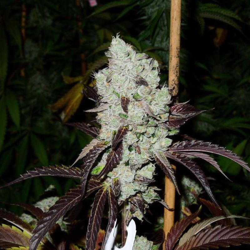 Nasiona marihuany Afgooey - odmiana konopi