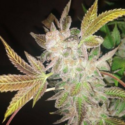 Nasiona marihuany Somalicious - opis odmiany konopi