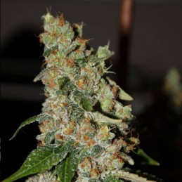 Nasiona marihuany SoGouda - opis odmiany konopi