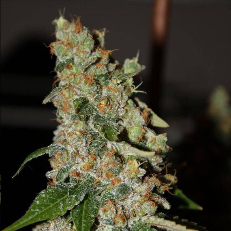 Nasiona marihuany SoGouda - opis odmiany konopi