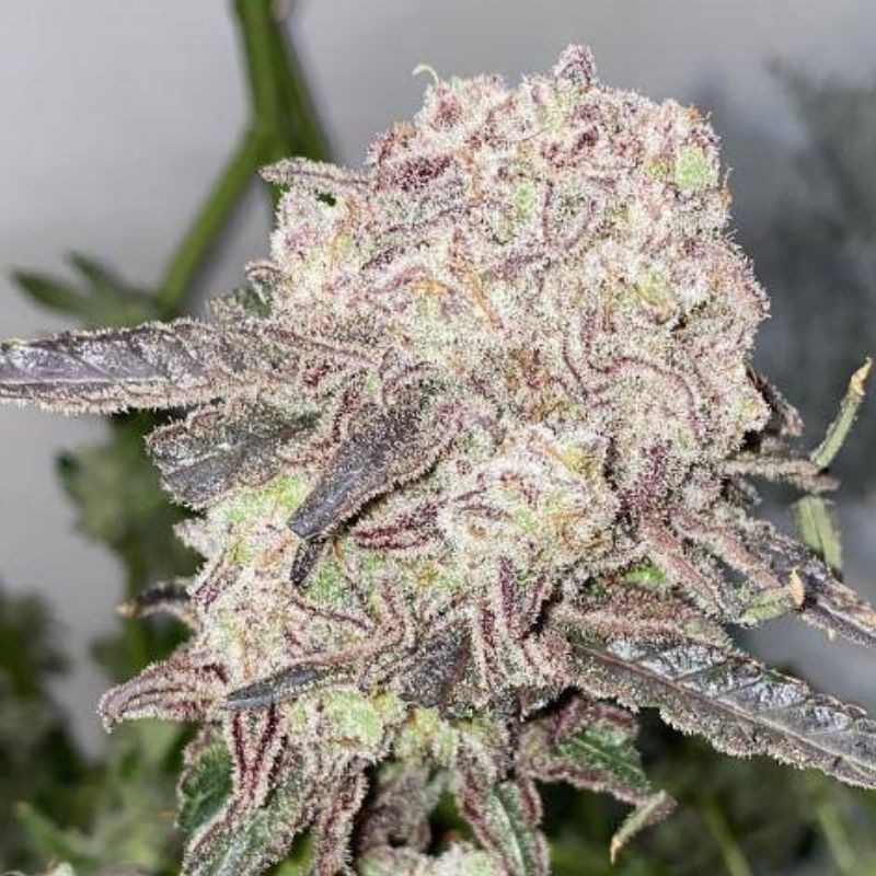 Nasiona marihuany Sogkush - opis odmiany konopi