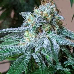 Nasiona marihuany N.Y.C. Diesel Regular - opis odmiany konopi