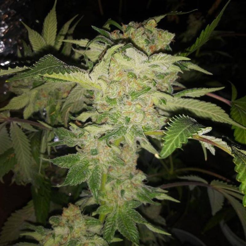 Nasiona marihuany Lavender Regular - opis odmiany konopi