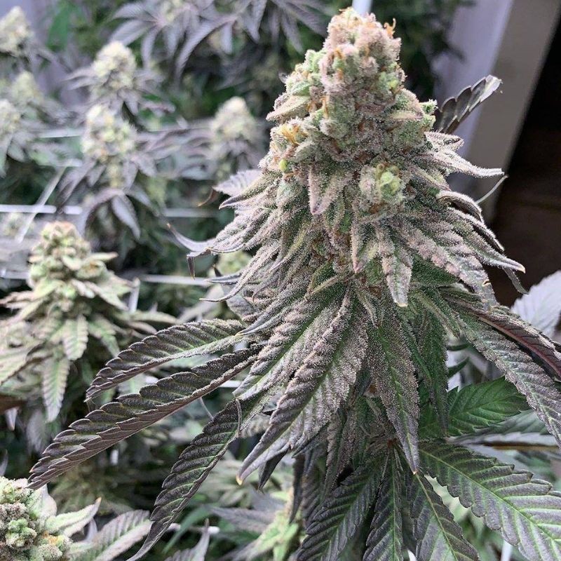 Nasiona marihuany Kushadelic - opis odmiany konopi