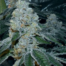 Nasiona marihuany Buddha Sister - odmiana konopi