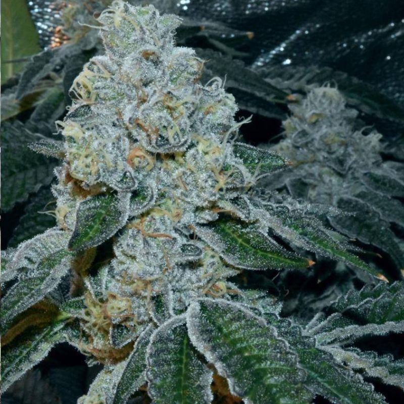 Nasiona marihuany Buddha Sister - odmiana konopi