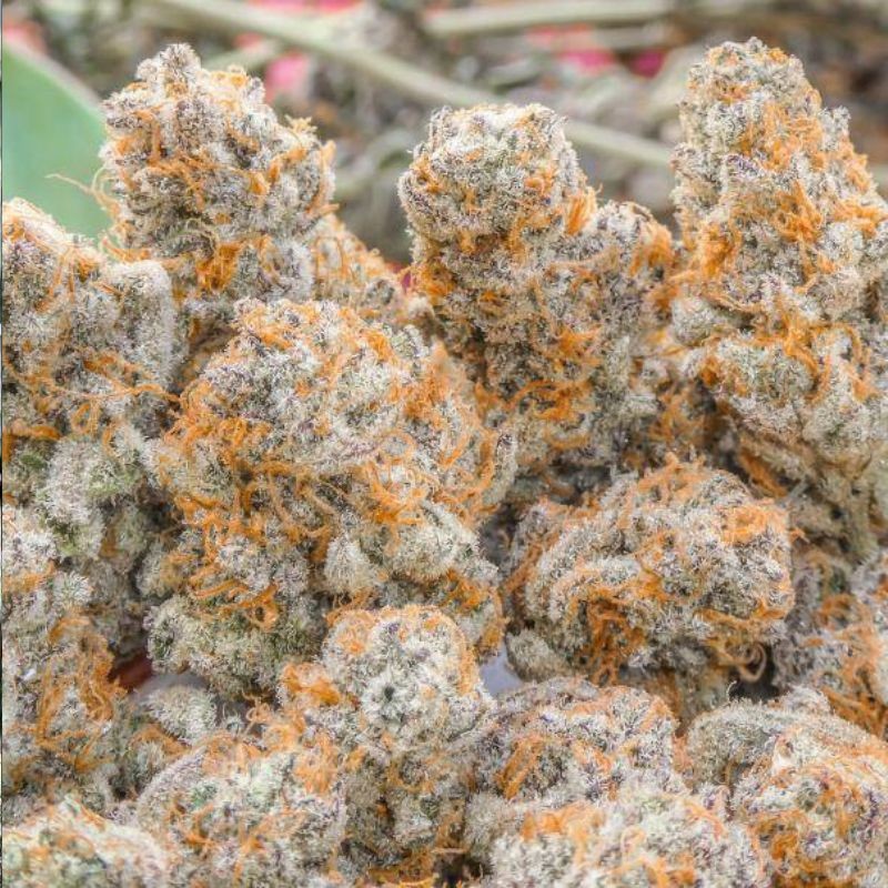 Nasiona marihuany Amnesia Haze Regular - odmiana konopi