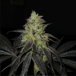 Nasiona marihuany automatyczne Auto Assassin - odmiana konopi