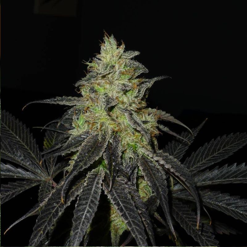 Nasiona marihuany automatyczne Auto Assassin - odmiana konopi