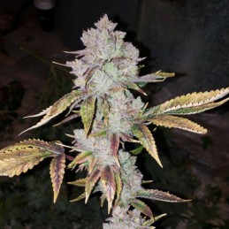Nasiona marihuany automatyczne Auto Blue Himalaya - odmiana konopi