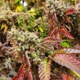 Nasiona medycznej marihuany Dr. Feelgood - odmiana konopi