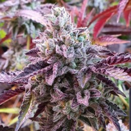 Nasiona marihuany automatyczne Auto Himalaya Blue Diesel - odmiana konopi