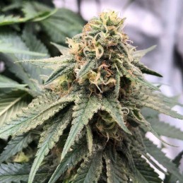 Nasiona marihuany automatyczne Auto MI5 - odmiana konopi