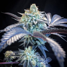 Nasiona marihuany automatyczne Auto Onyx - odmiana konopi