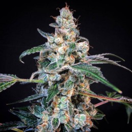 Nasiona marihuany automatyczne Auto Sharkbite - odmiana konopi