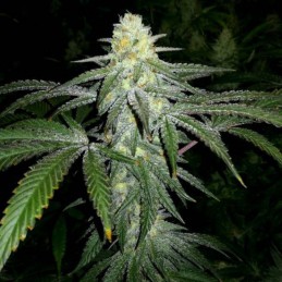 Nasiona marihuany automatyczne Auto Snowryder - odmiana konopi