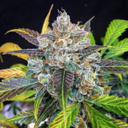 Nasiona marihuany automatyczne Auto Super Cali Haze - odmiana konopi