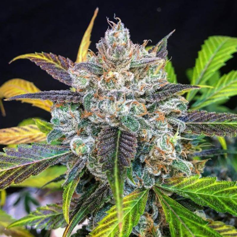 Nasiona marihuany automatyczne Auto Super Cali Haze - odmiana konopi