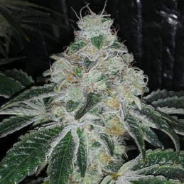 Nasiona marihuany automatyczne Auto Super Stinky - odmiana konopi
