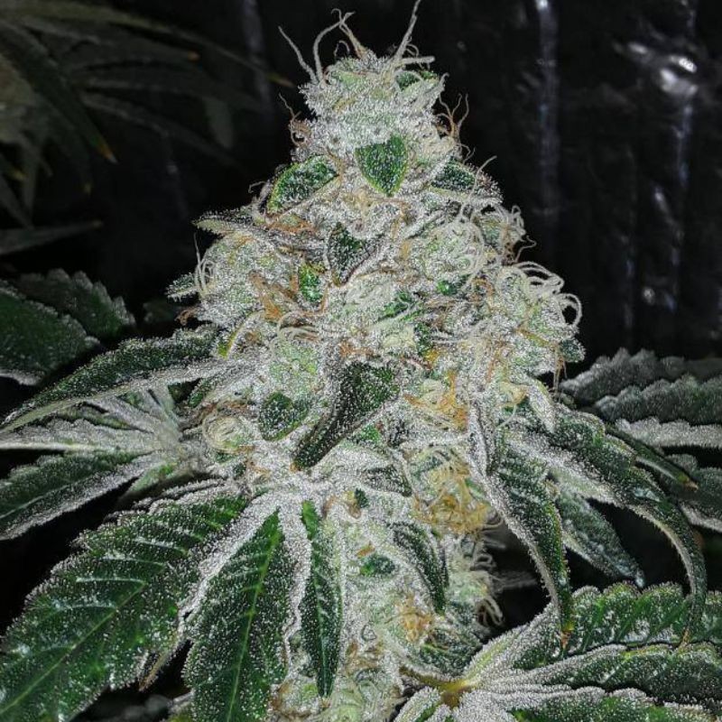Nasiona marihuany automatyczne Auto Super Stinky - odmiana konopi
