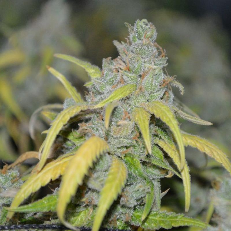 Nasiona marihuany automatyczne Auto Big Gun - odmiana konopi