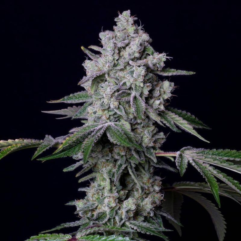 Nasiona marihuany automatyczne Auto Bud Cannon - odmiana konopi