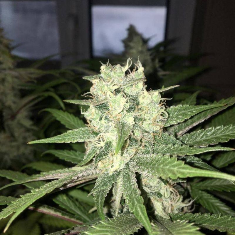 Nasiona marihuany automatyczne Auto Spanish Diesel - odmiana konopi