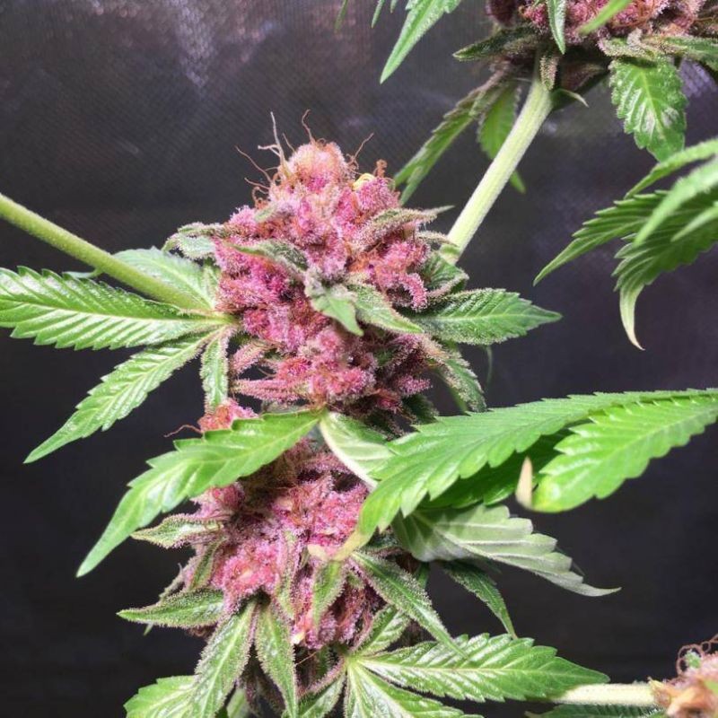 Nasiona marihuany automatyczne Auto Pink Grapefruit - odmiana konopi