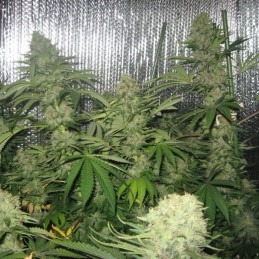 Nasiona marihuany automatyczne Auto Tha Shiznit - odmiana konopi