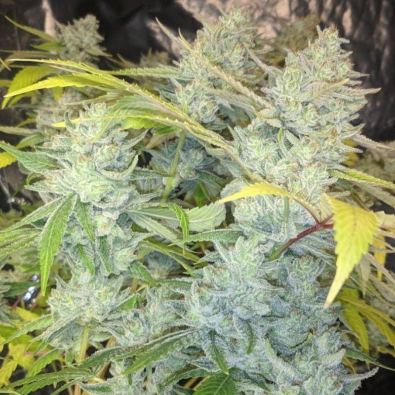 Nasiona marihuany automatyczne Auto Yeti - odmiana konopi